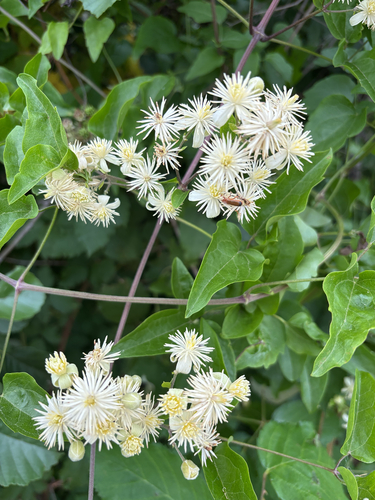 Old man's beard