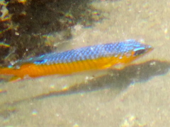 Stegastes flavilatus