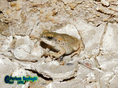 Duttaphrynus olivaceus