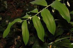 Polygonatum × hybridum