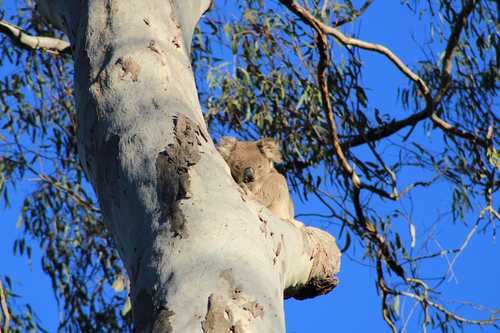 Koala