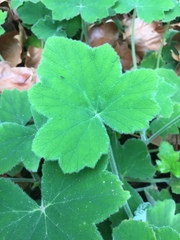 Pelargonium tomentosum