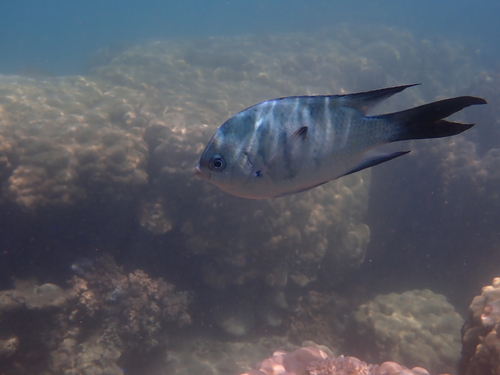 Whitley's sergeant (Abudefduf whitleyi) — Pomacentridae — 2