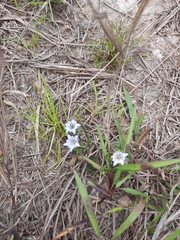 Gentiana loureiroi