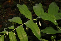 Polygonatum × hybridum