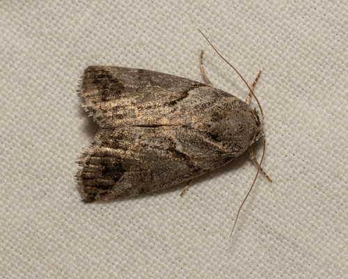 Bryophilopsis roederi