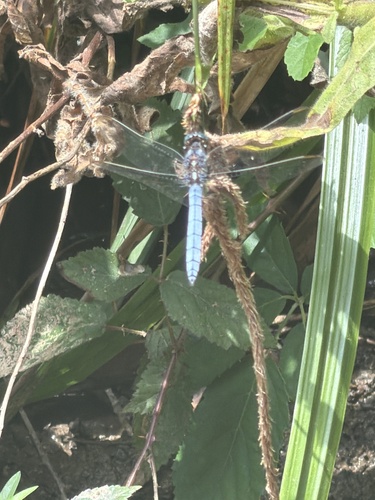 Centinela cobalto