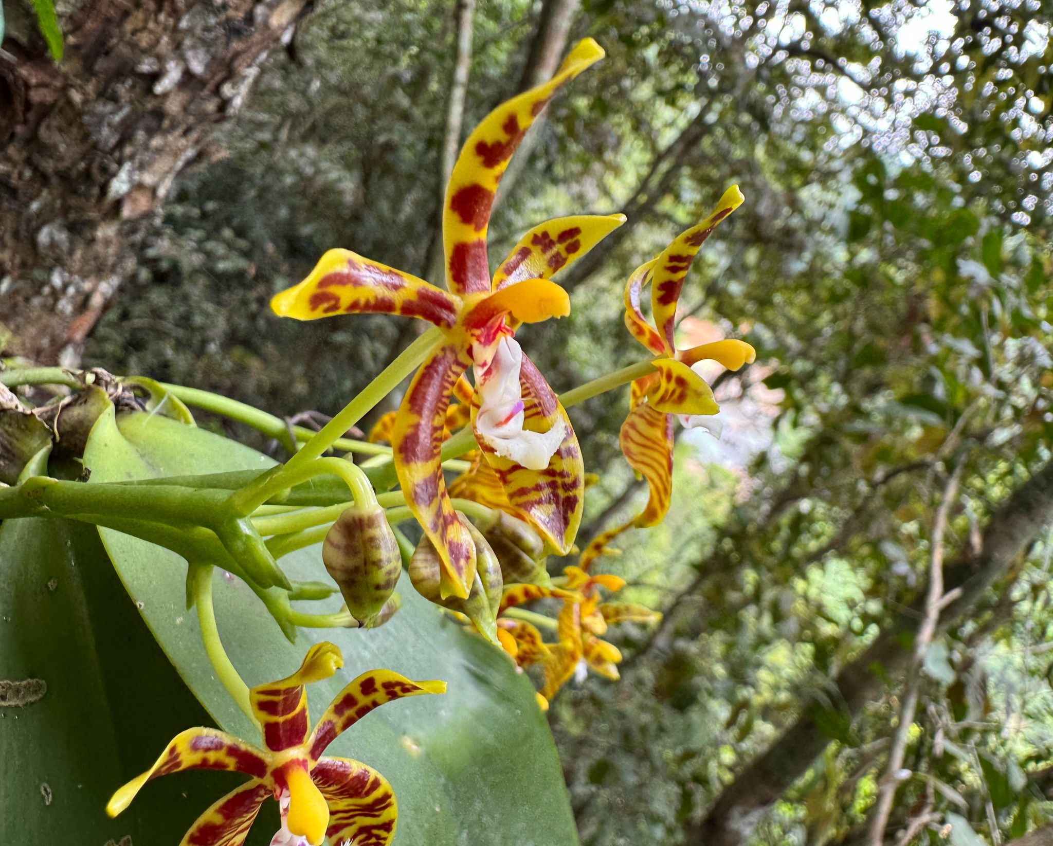 Phalaenopsis mannii (Phalaenopsis mannii)