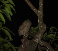Otus bakkamoena