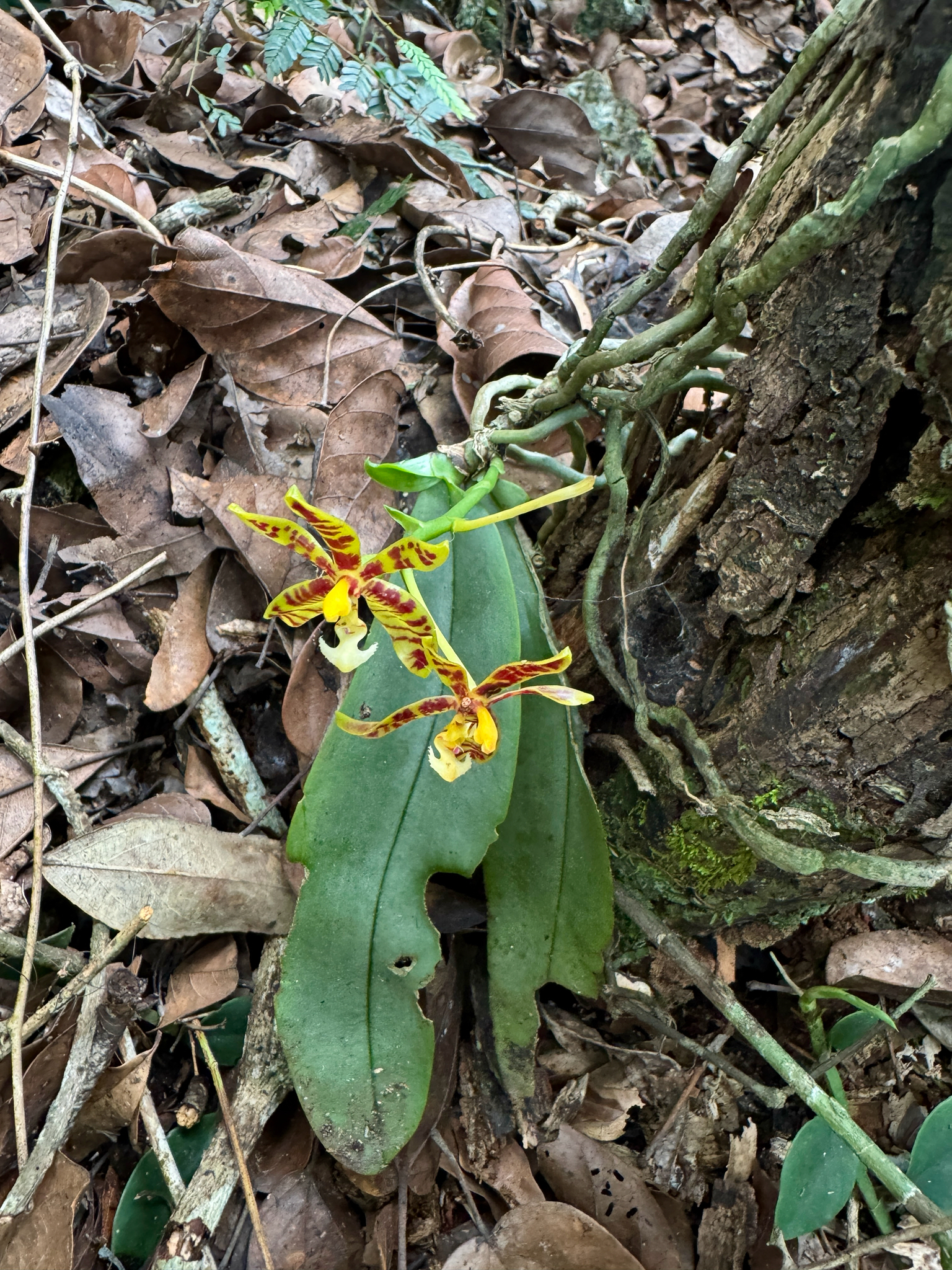 Phalaenopsis mannii — ảnh 2
