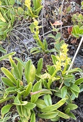 Valeriana celtica, photograph (c) E. A., some rights reserved (CC BY)
