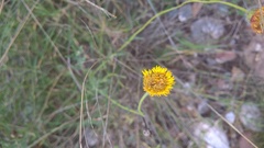 Hysterionica jasionoides