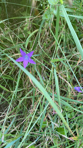 Spreading Bellflower