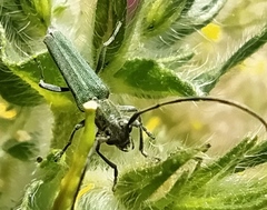 Phytoecia caerulescens
