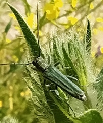 Phytoecia caerulescens