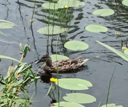 Mallard