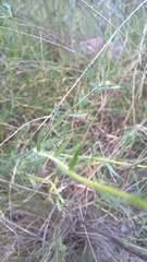 Hysterionica jasionoides