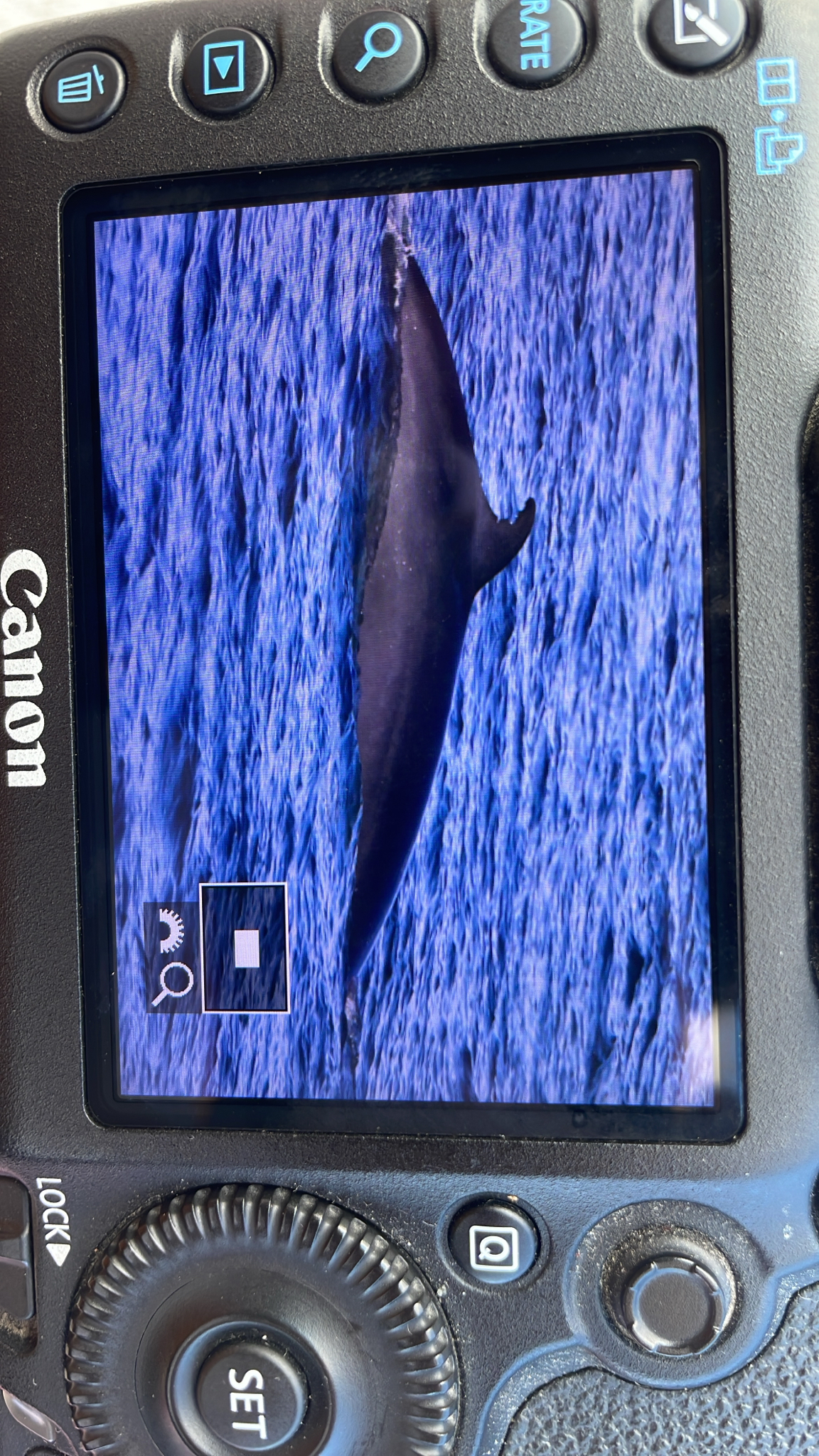 Balaenoptera acutorostrata