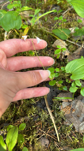 Twinflower