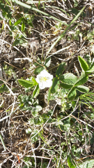 Fragaria viridis