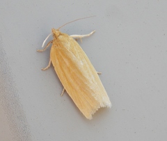 Clepsis clemensiana