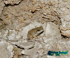 Duttaphrynus olivaceus