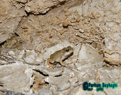 Duttaphrynus olivaceus