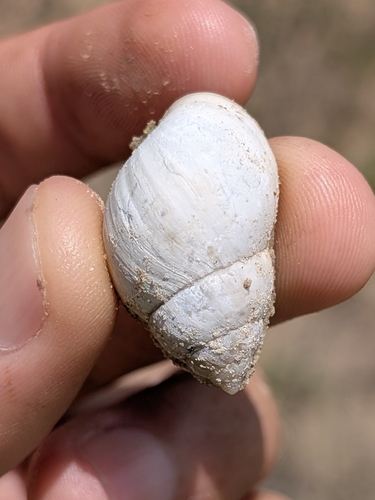 Striped Rabdotus Snail