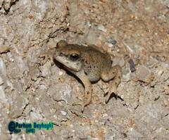 Duttaphrynus olivaceus