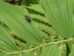 Phymatocera aterrima
