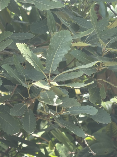 Roble andaluz