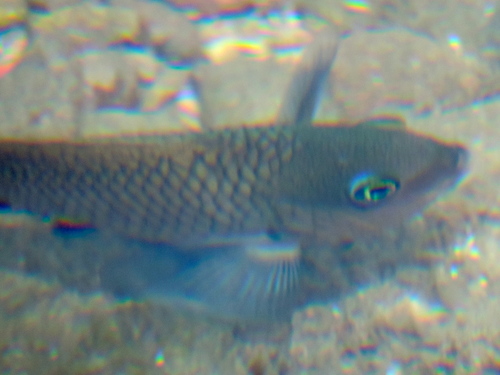 Stegastes acapulcoensis