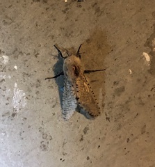 Polyphagozerra coffeae