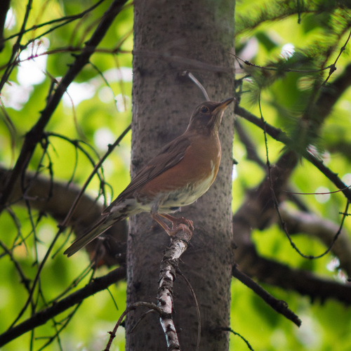 Turdus chrysolaus observed 2026-07-05