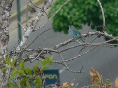 Thraupis glaucocolpa