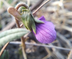 Viola dissecta