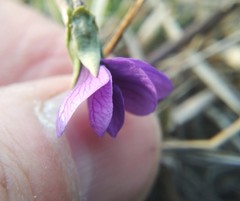 Viola dissecta