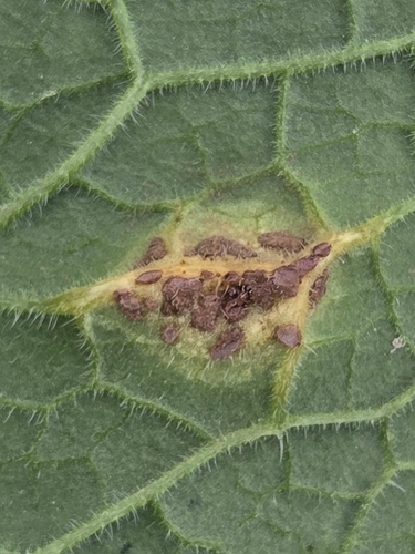Tuberculina persicina