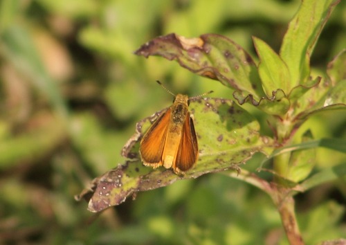 Tropical Least Skipper