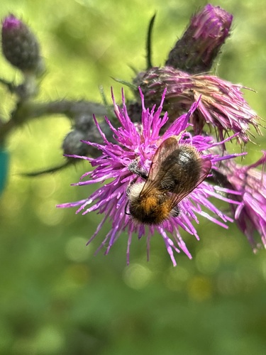 Common Carder Bumble Bee