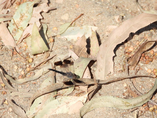 Northern Banded Groundling