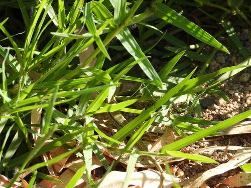 Andalusian wall lizard