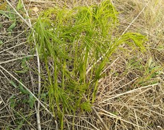 Peucedanum morisonii