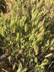 Hordeum jubatum