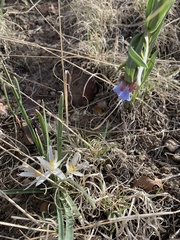 Mertensia lanceolata