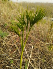 Peucedanum morisonii