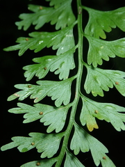 Asplenium gueinzianum