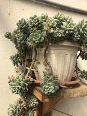 Pachyphytum