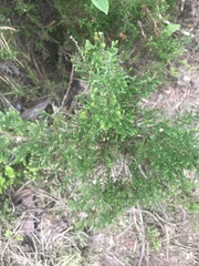 Ericeae