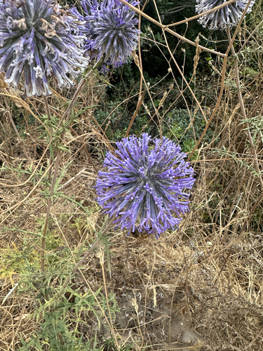 globe thistle
